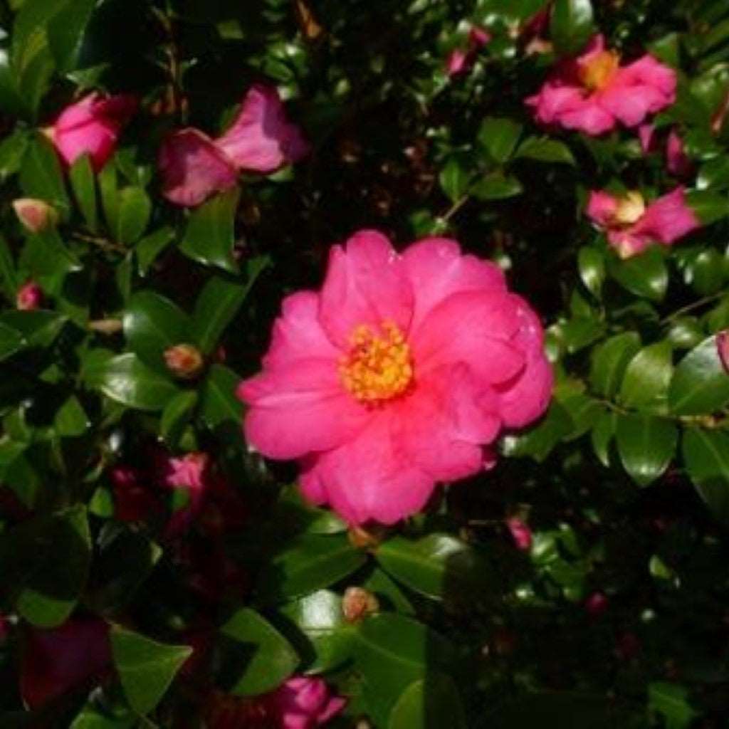 Camellia Sasanqua 'Bonanza' Plant