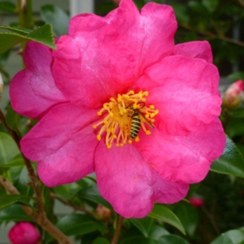 Camellia Sasanqua 'Bonanza' Plant