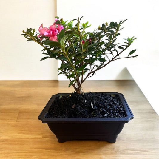 Pink encore azalea bonsai plant with vibrant blooms
