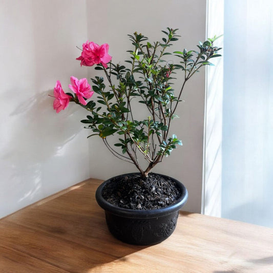 Empress azalea bonsai with pink blooms and compact foliage