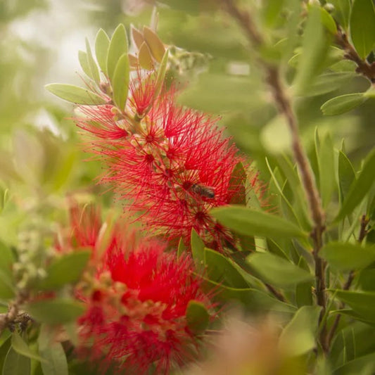 (3 Gallon) Bottle Brush Plant