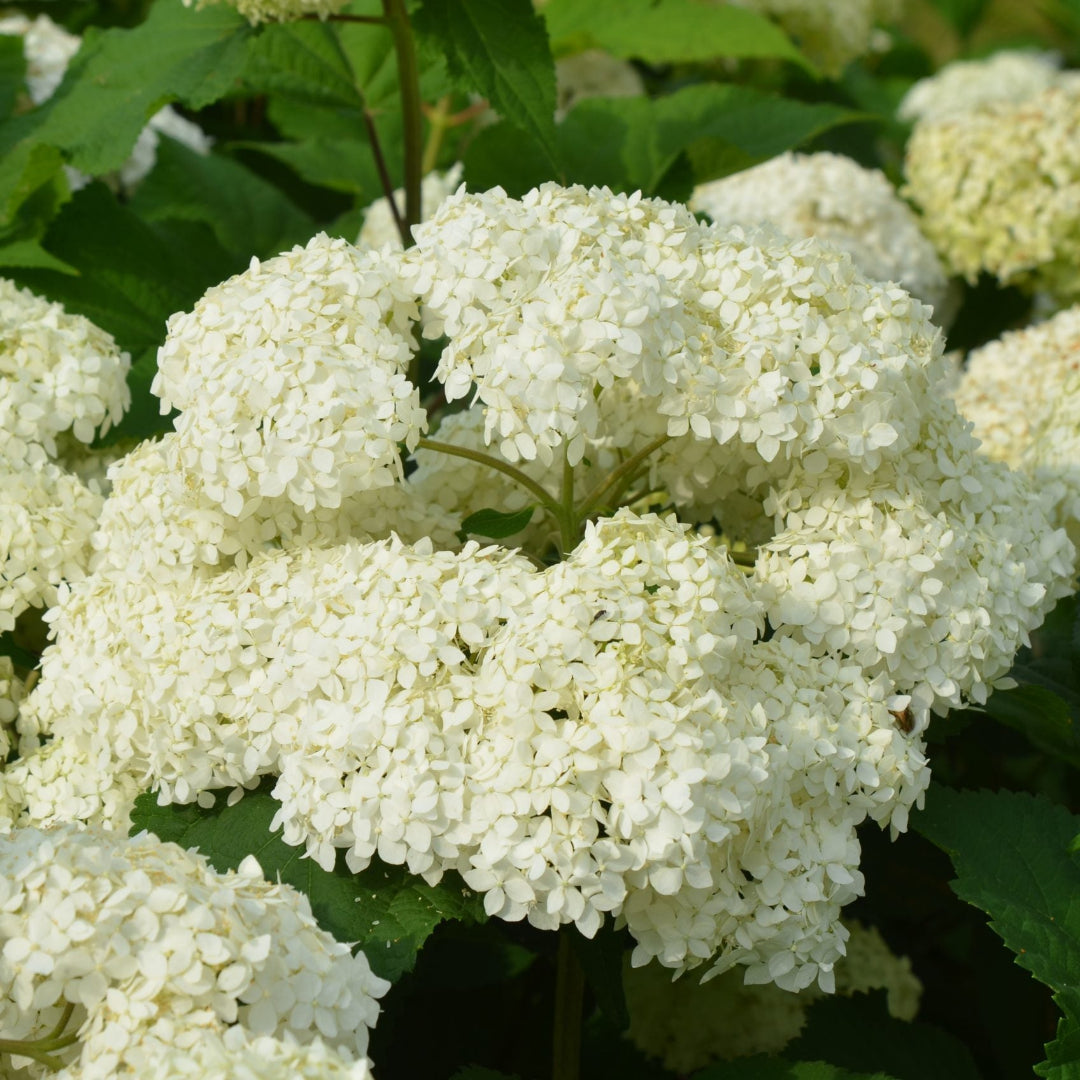 Bounty Mophead Hydrangea Plant with Round White Flower Clusters