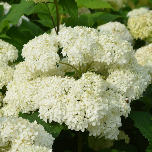 Bounty Mophead Hydrangea Plant with Round White Flower Clusters