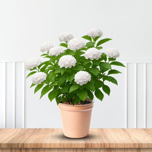 White Blooming Bounty Mophead Hydrangea in a Shaded Landscape