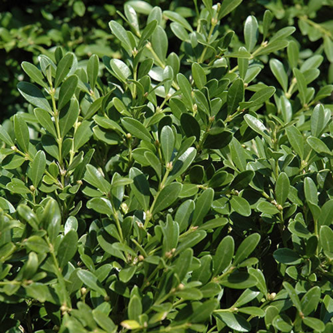 Dwarf Franklin's Gem Boxwood – shrub