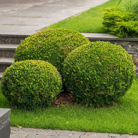 Cold-hardy Wintergreen Boxwood plant