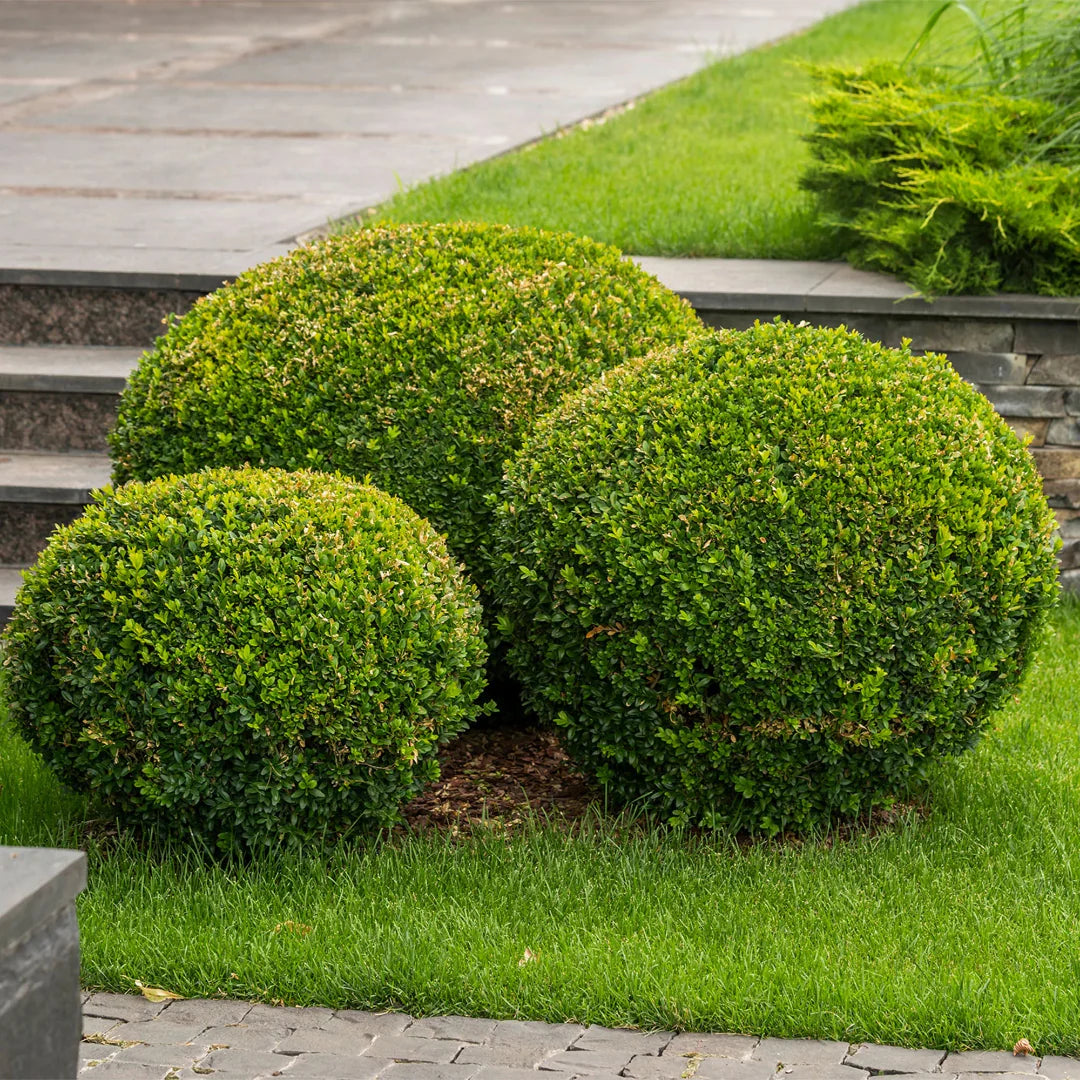 Wintergreen Boxwood dense foliage