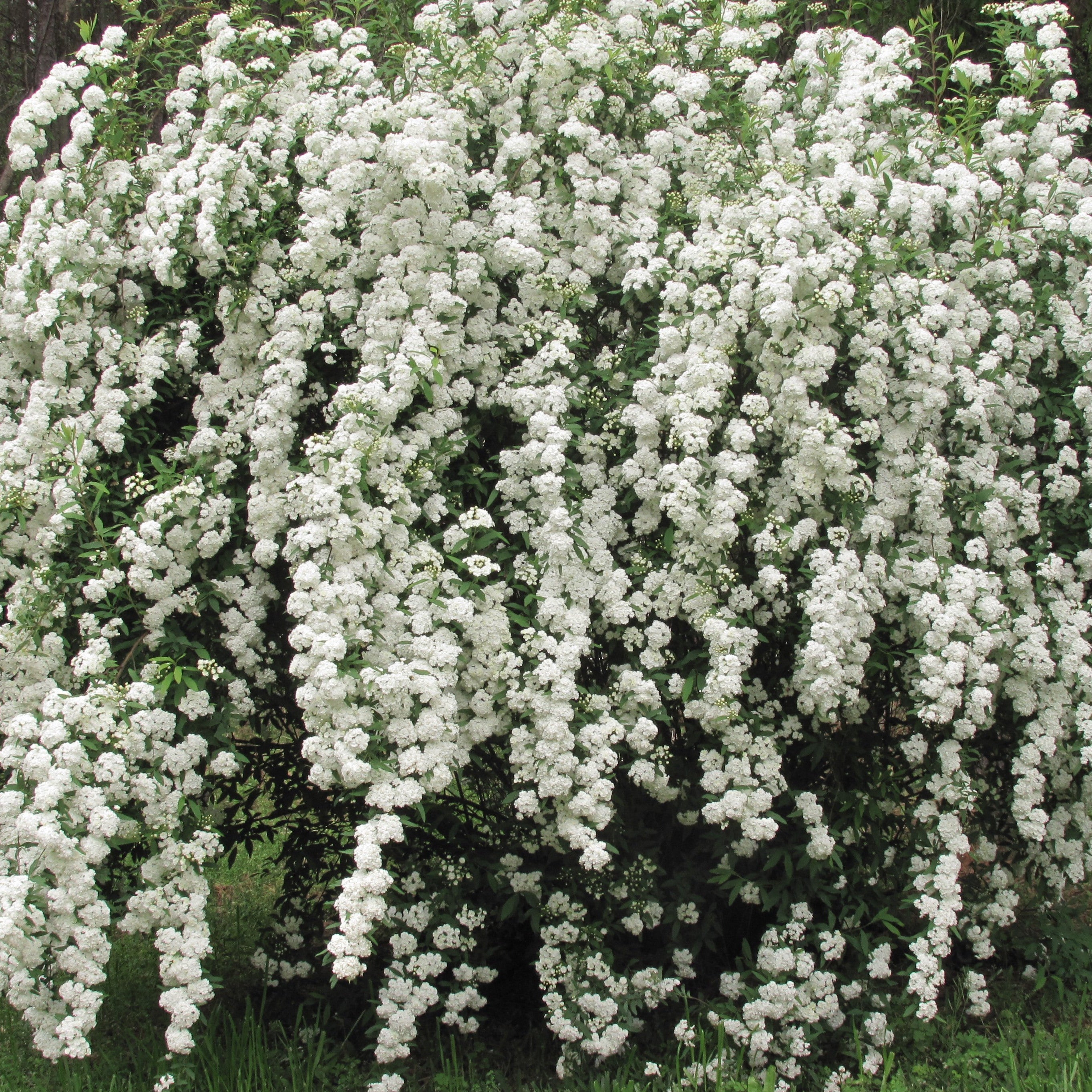 Spiraea Vanhouttei – flowering tree