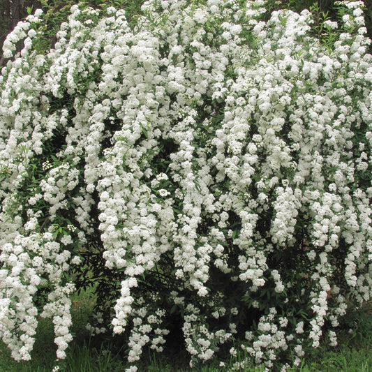 Spiraea Vanhouttei – flowering tree