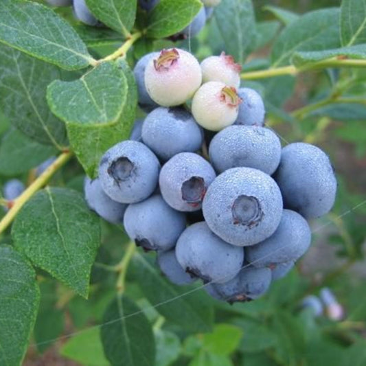 Brightwell Rabbiteye Blueberry Bush – Southern Blueberry | Zones 6–9 live plant for landscaping and home gardens