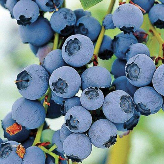 Brightwell Rabbiteye Blueberry Bush – Southern Blueberry | Zones 6–9 live plant for landscaping and home gardens