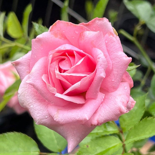 Brindabella Dream Rose – flowering shrub