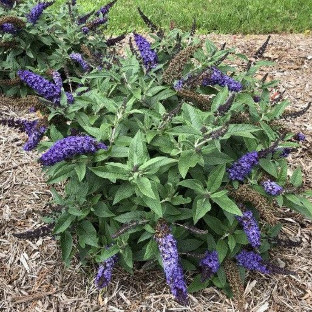 Buddleja Griffin Blue butterfly bush attracting pollinators in garden landscape