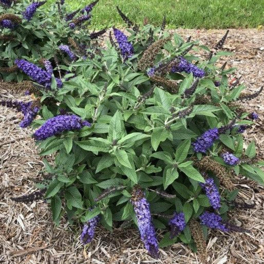 Buddleja Griffin Blue butterfly bush attracting pollinators in garden landscape