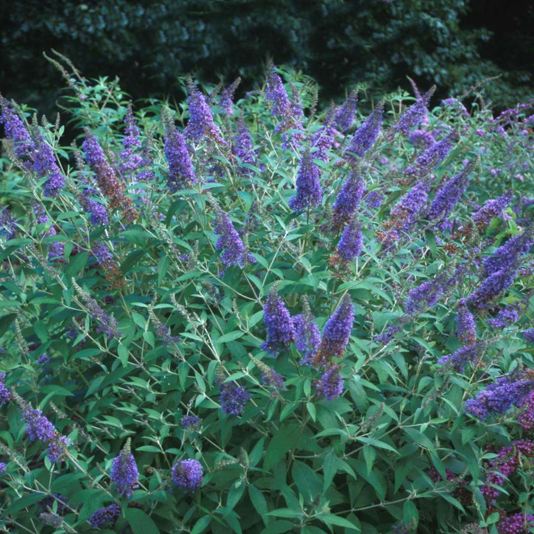 Ellen's Blue Butterfly Bush, Deep Blue Flowers