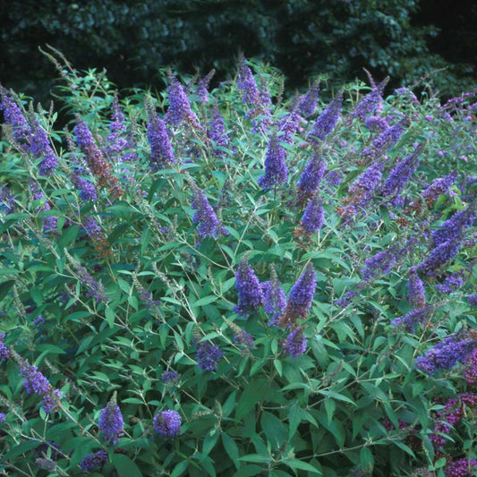 Blue Butterfly Bush Shrubs – shrub