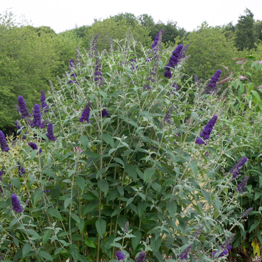 Buddleja davidii Griffin Blue flowering shrub close-up view