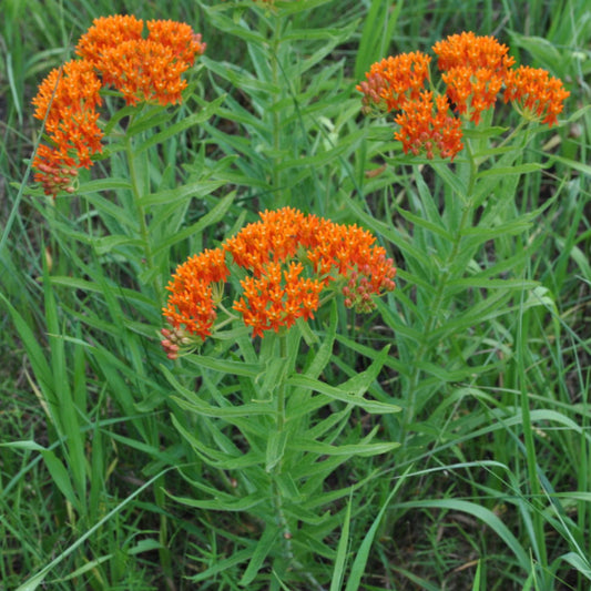 Butterfly Weed mature plant in full bloom, bright orange blossoms atop slender green stems
