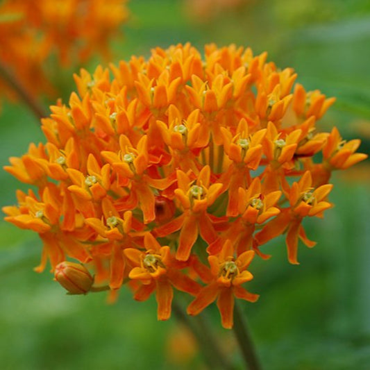 Flat-topped umbel of Butterfly Weed showing clusters of orange blooms