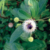 Native Plants