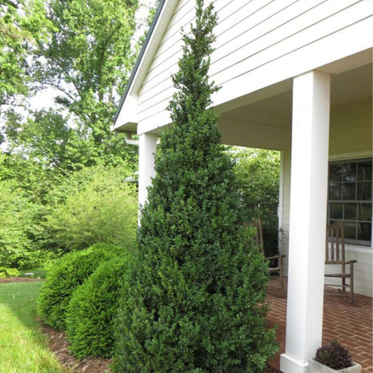 Dee Runk Boxwood