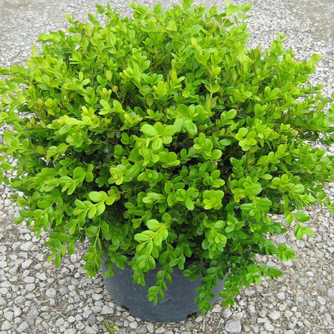 Winter Gem Boxwood evergreen shrub with dense green foliage for hedge landscaping
