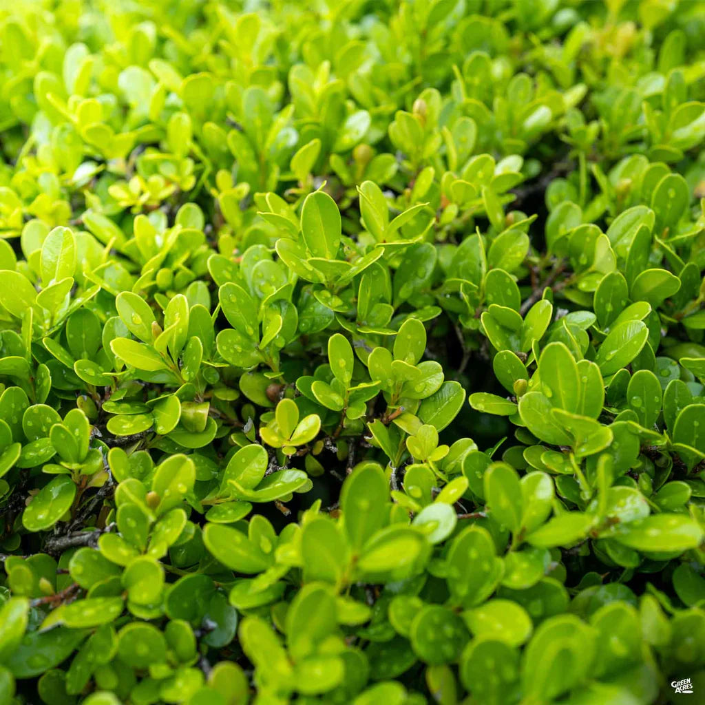 Buxus microphylla japonica evergreen boxwood plant