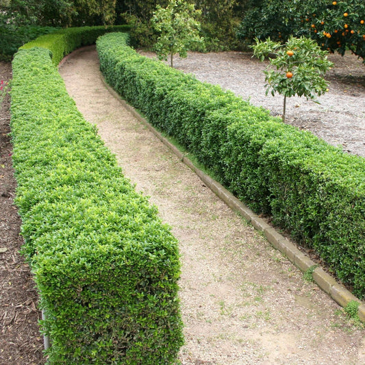 Buxus microphylla japonica mature evergreen shrub