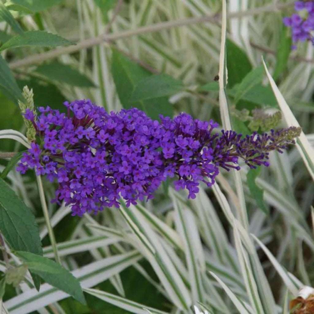 Buzz Lavender Butterfly Bush-2