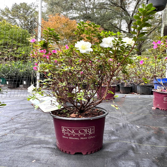 Autumn Moonlight Encore Azalea