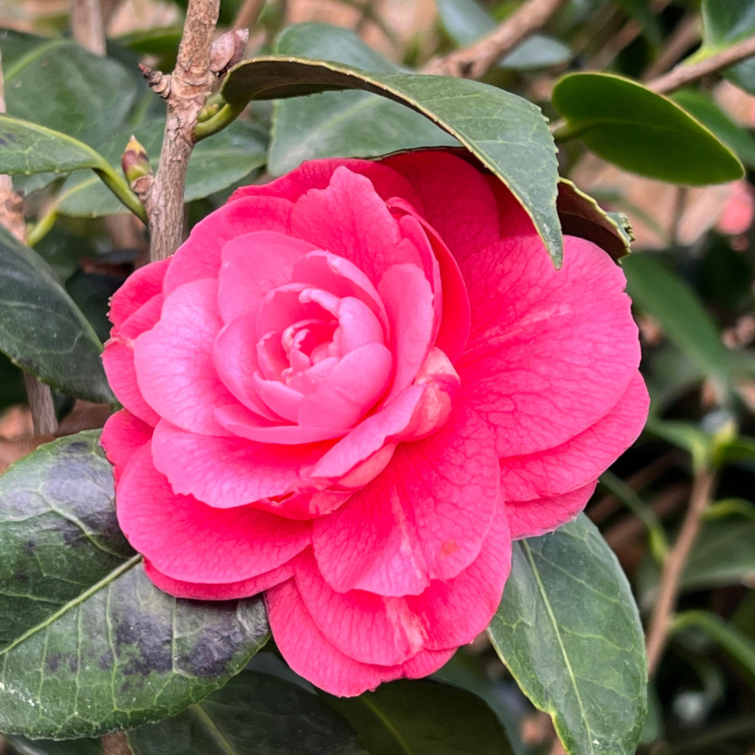 Lush pink camellia flower showcasing layered petals and deep green leaves