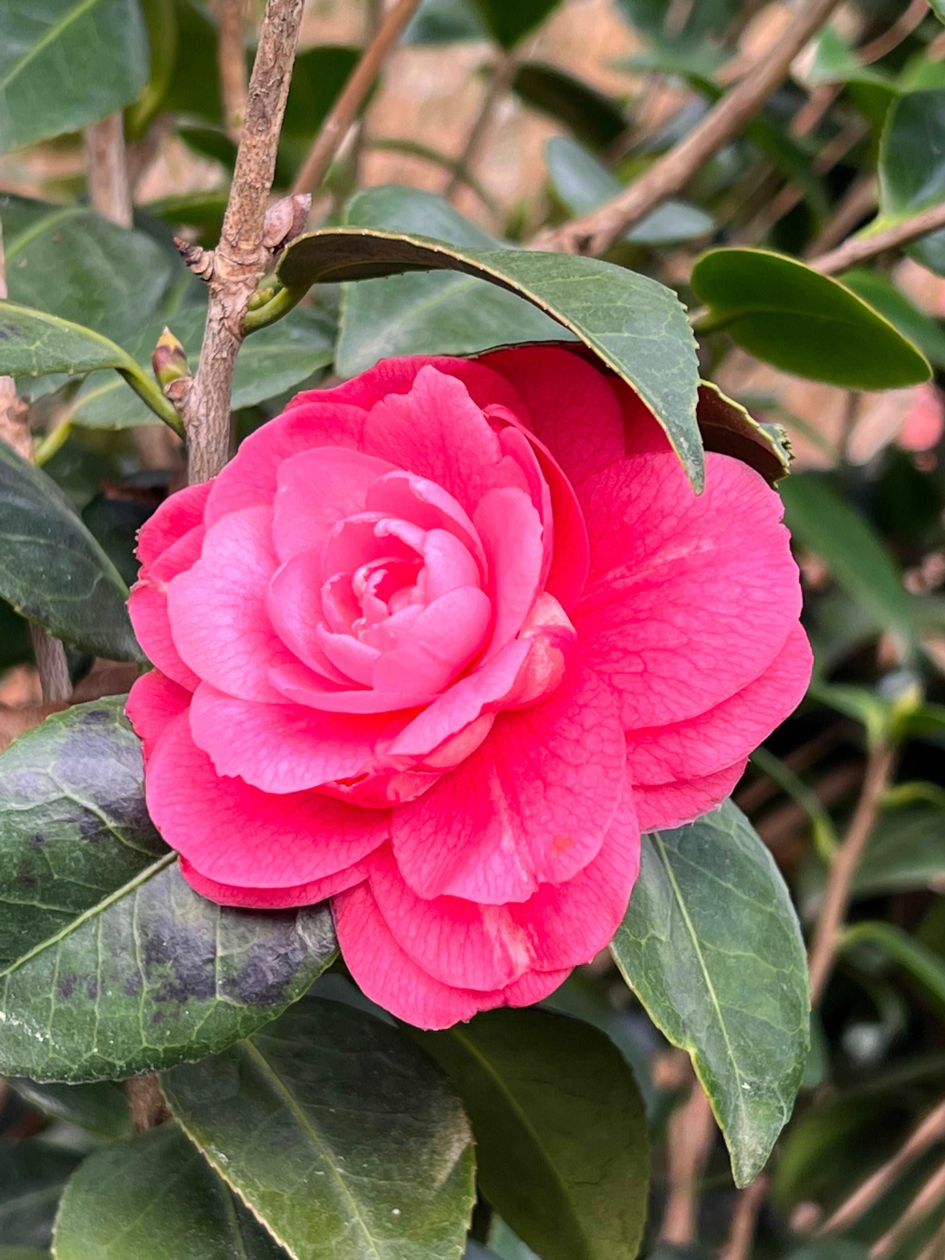 Camellia April Kiss Plant