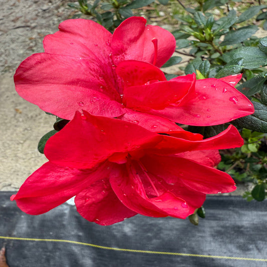 Close view of Autumn Bonfire Encore Azalea blooms showing rich red color and compact growth
