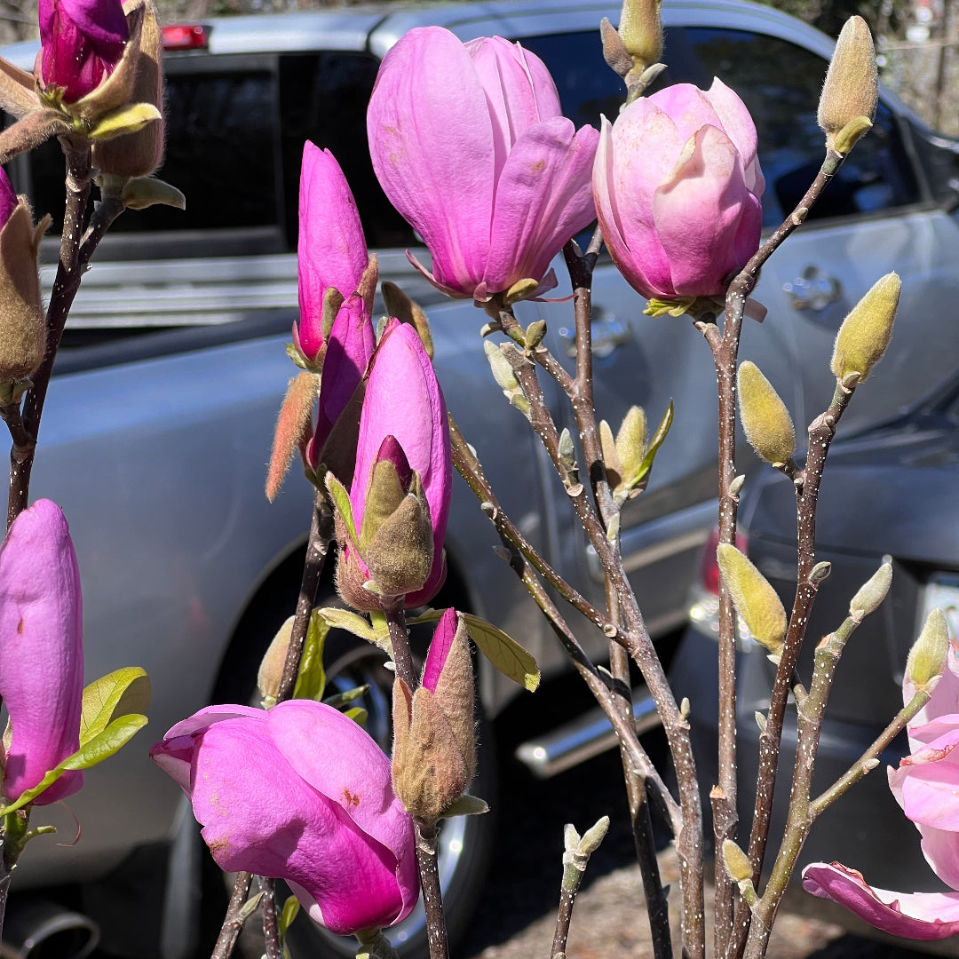 Jane Magnolia Tree from Pixies Gardens in Bloom