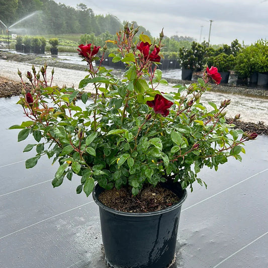 Close-up of Brick House Rose flower showing layered red petals