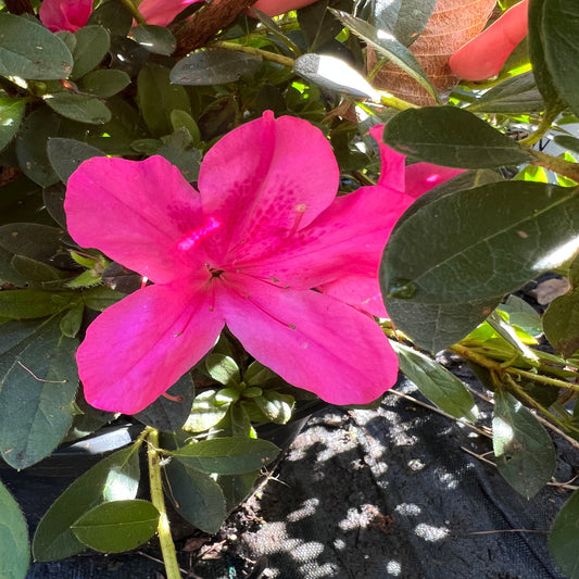 Close up of Autumn Sangria Azalea large trumpet shaped flowers