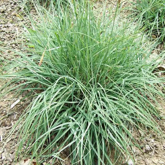 Carex flacca hardy ornamental sedge grassCarex flacca hardy ornamental sedge grass