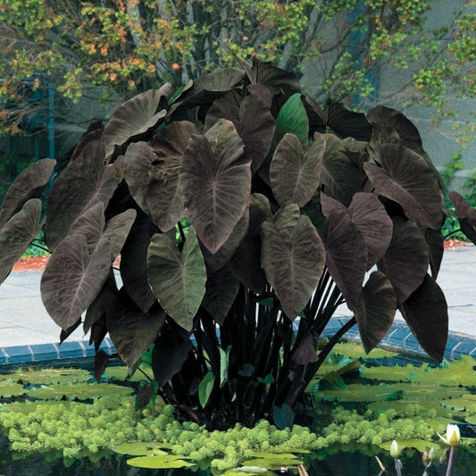 Black Magic Elephant Ear – perennial