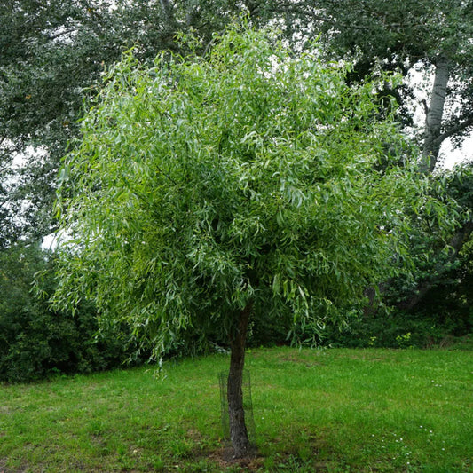 Corkscrew Willow Tree – Curly Willow | Twisted Branches | Fast Growing | Zones 4–8 live plant for landscaping and home gardens