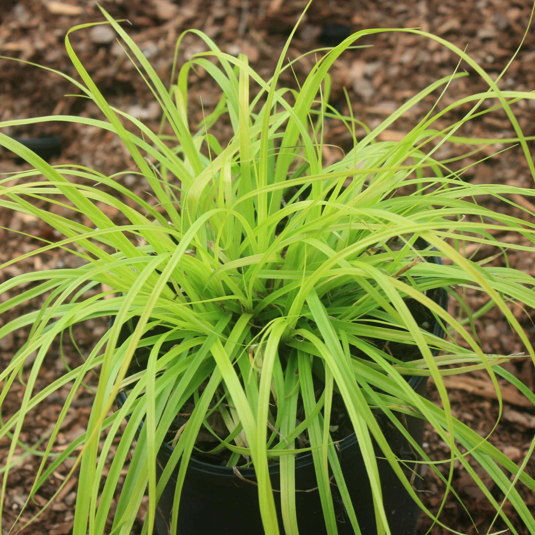 Carex oshimensis Everillo sedge ornamental grass