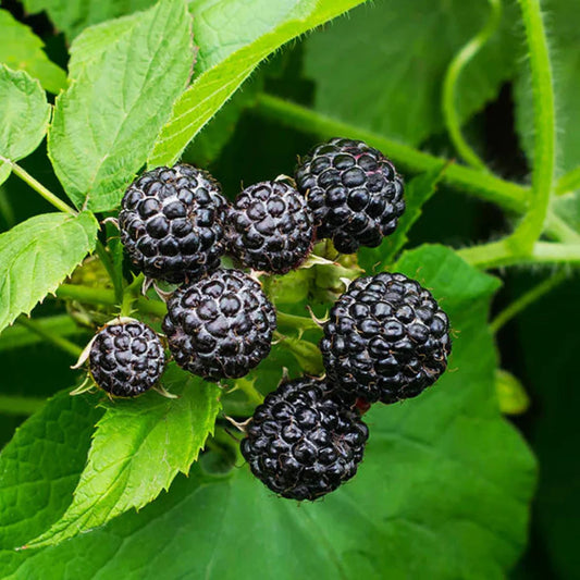 Black raspberry plant ready for home garden planting