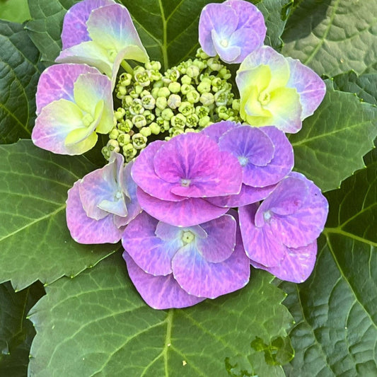Cabbage Patch Hydrangea plant with soft pink blooms and lush green leaves at Pixies Gardens
