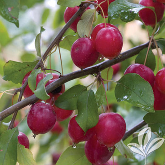 Callaway crabapple tree growing outdoors alongside other ornamental trees in a landscaped yard
