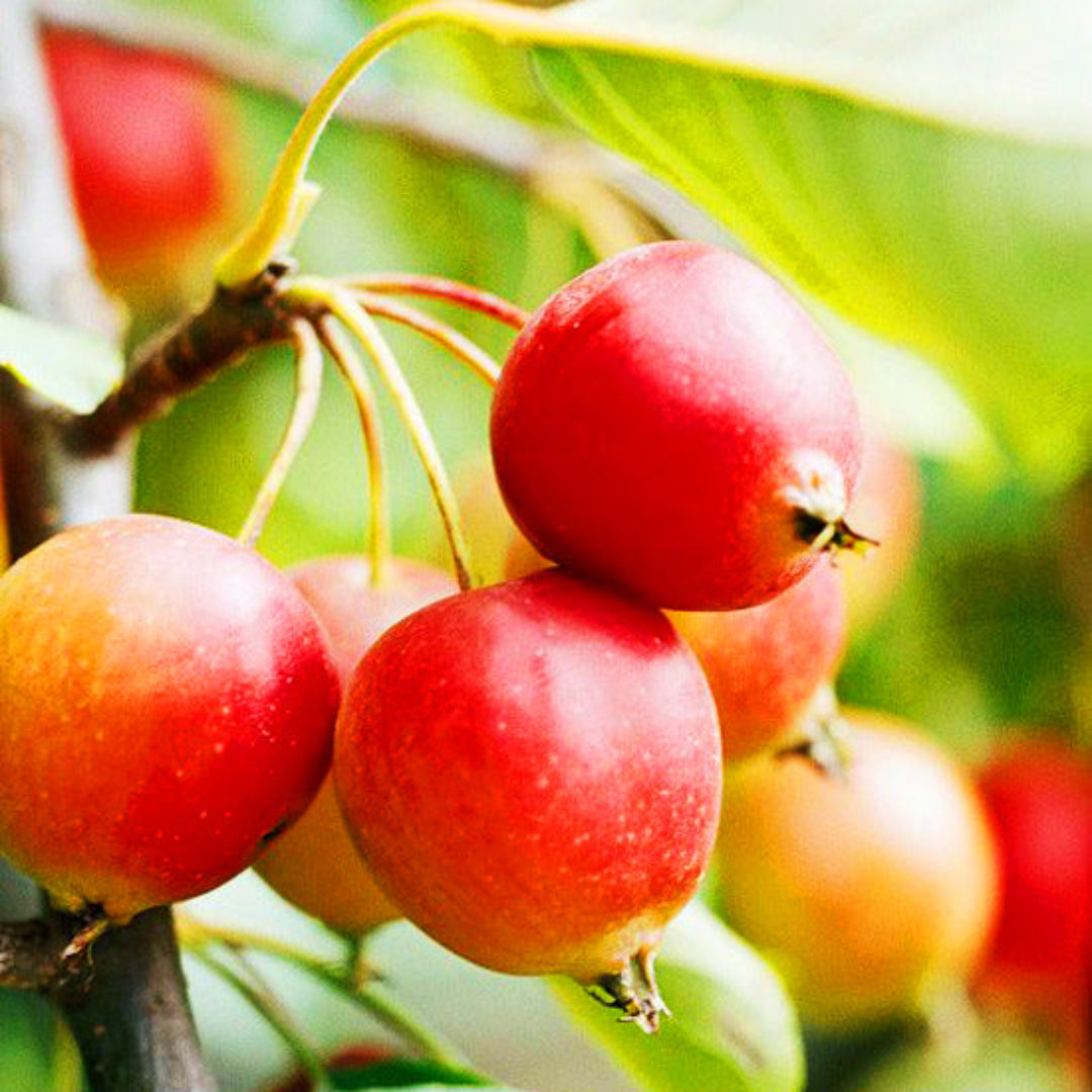 Callaway white crabapple tree in bloom with bright white spring flowers and ornamental branching