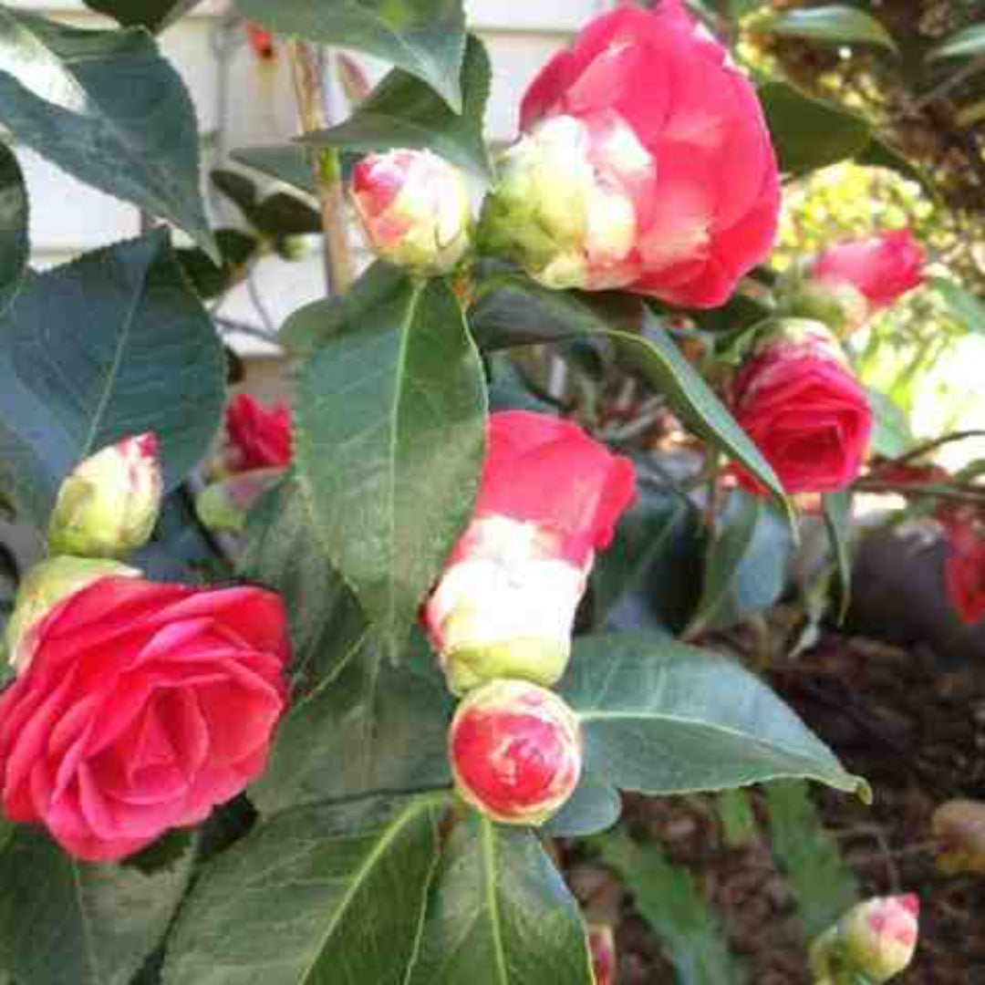 Arctic Rose Camellia shrub blooming with rich pink flowers in a cold-hardy garden setting.