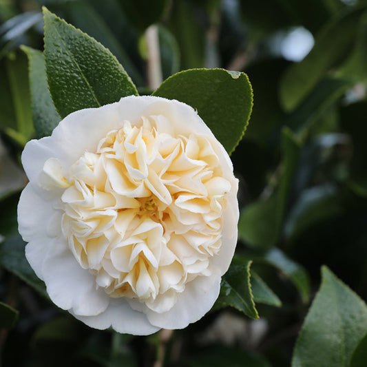 Jury’s Yellow Camellia Shrub in Landscape