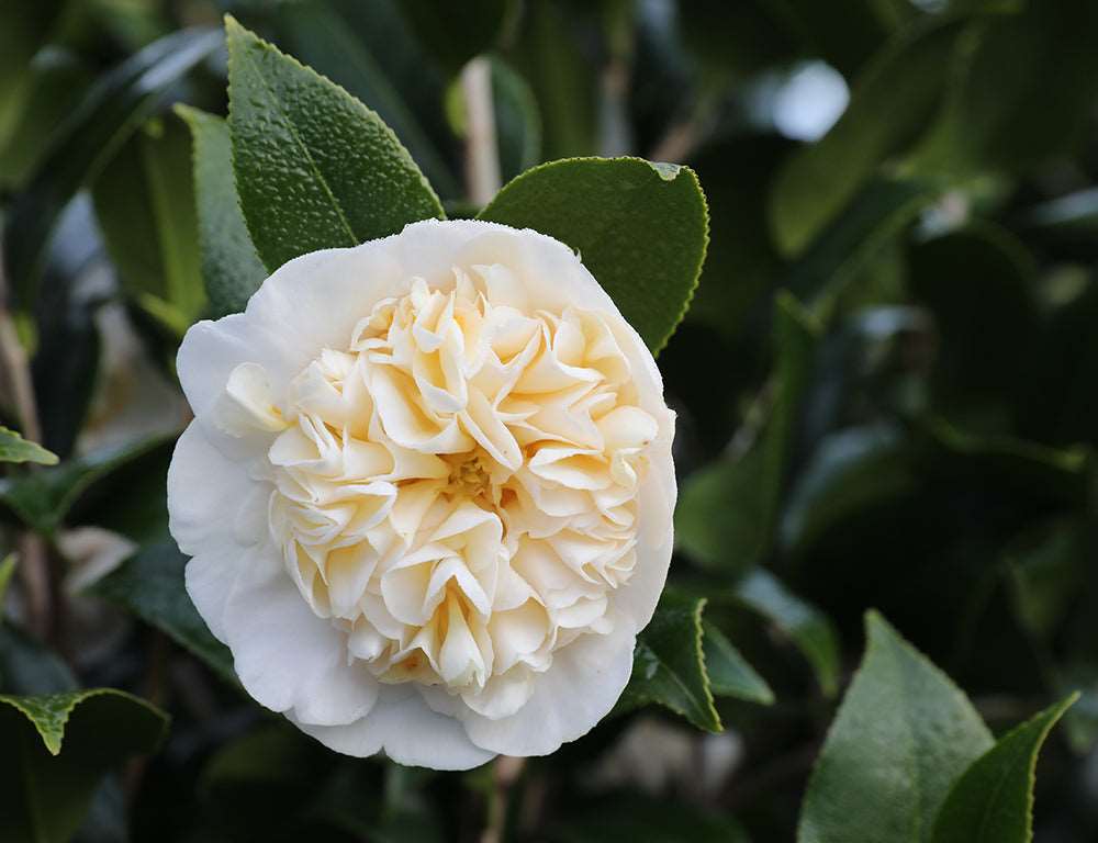 Camellia Jurys Yellow-Exotic Yellow Flowers