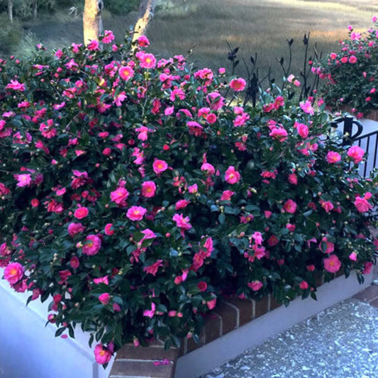 Camellia Shishi Gashira shrub with hot pink semi double blooms