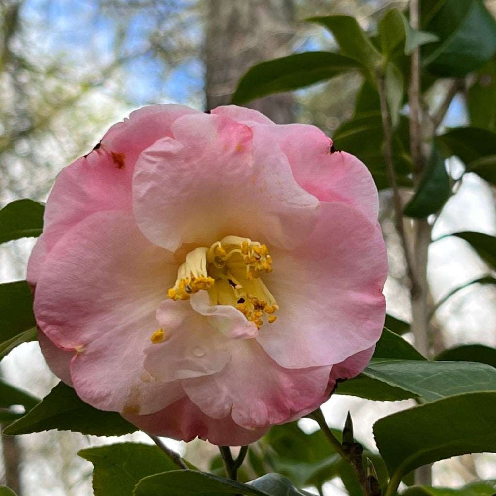 Camellia Dr Tinsley Plant