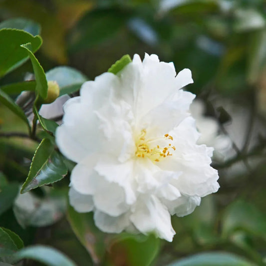 Camellia sasanqua Autumn Rocket shrub displaying fresh white blossoms in garden light